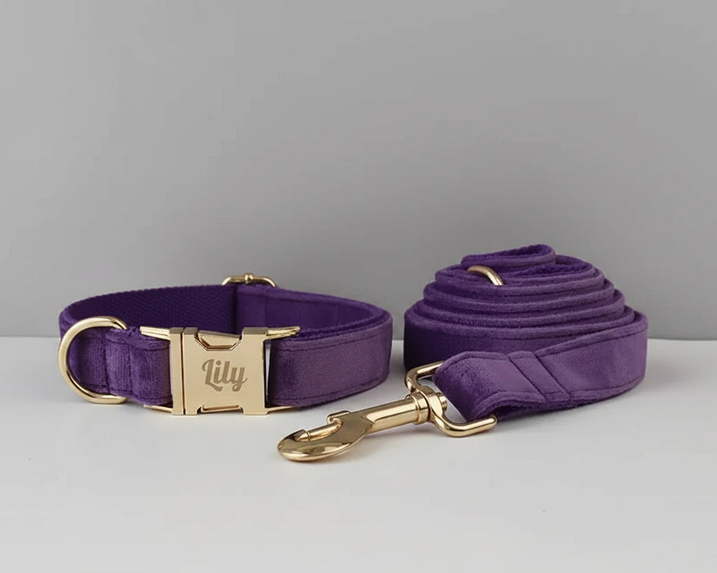 Velvet purple collar with gold nameplate and matching leash set