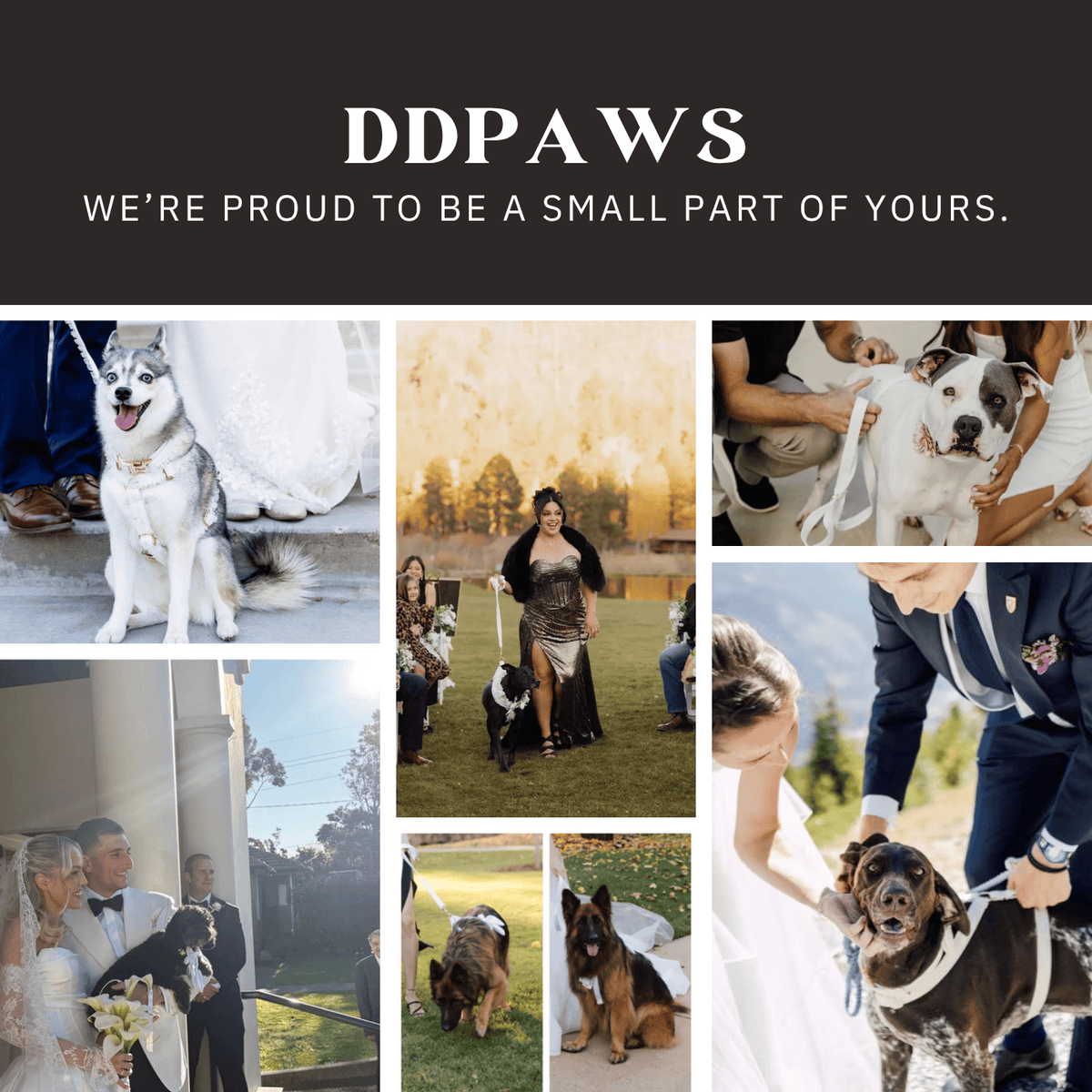 Customer photo collage featuring pets wearing matching dog collar and leash sets