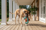 Green seahorse plush dog toy with rope handle, carried by a dog
