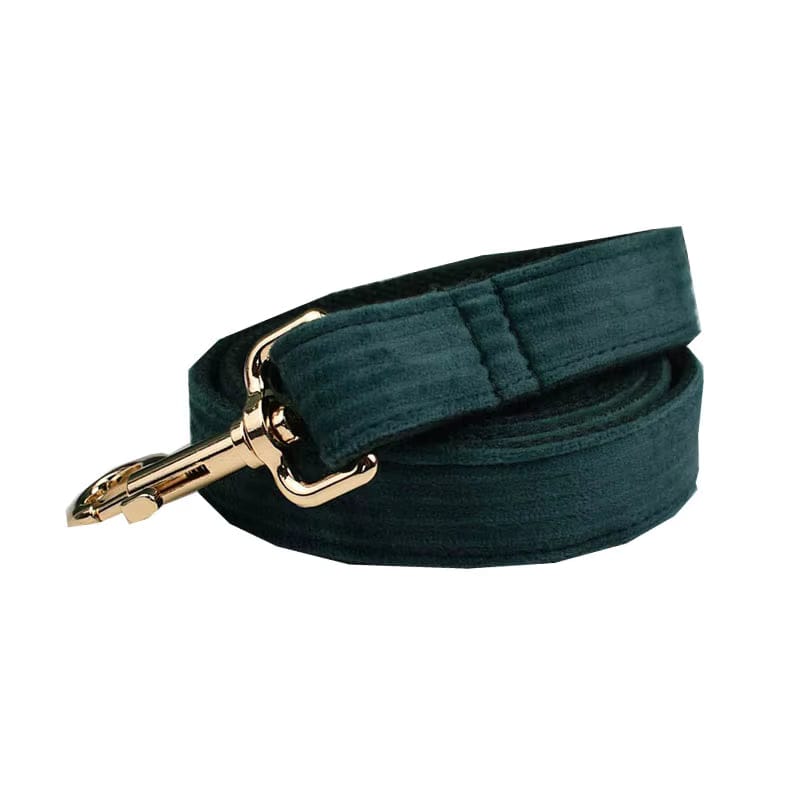 Dark green corduroy dog collar detail with gold-tone clip and D-ring