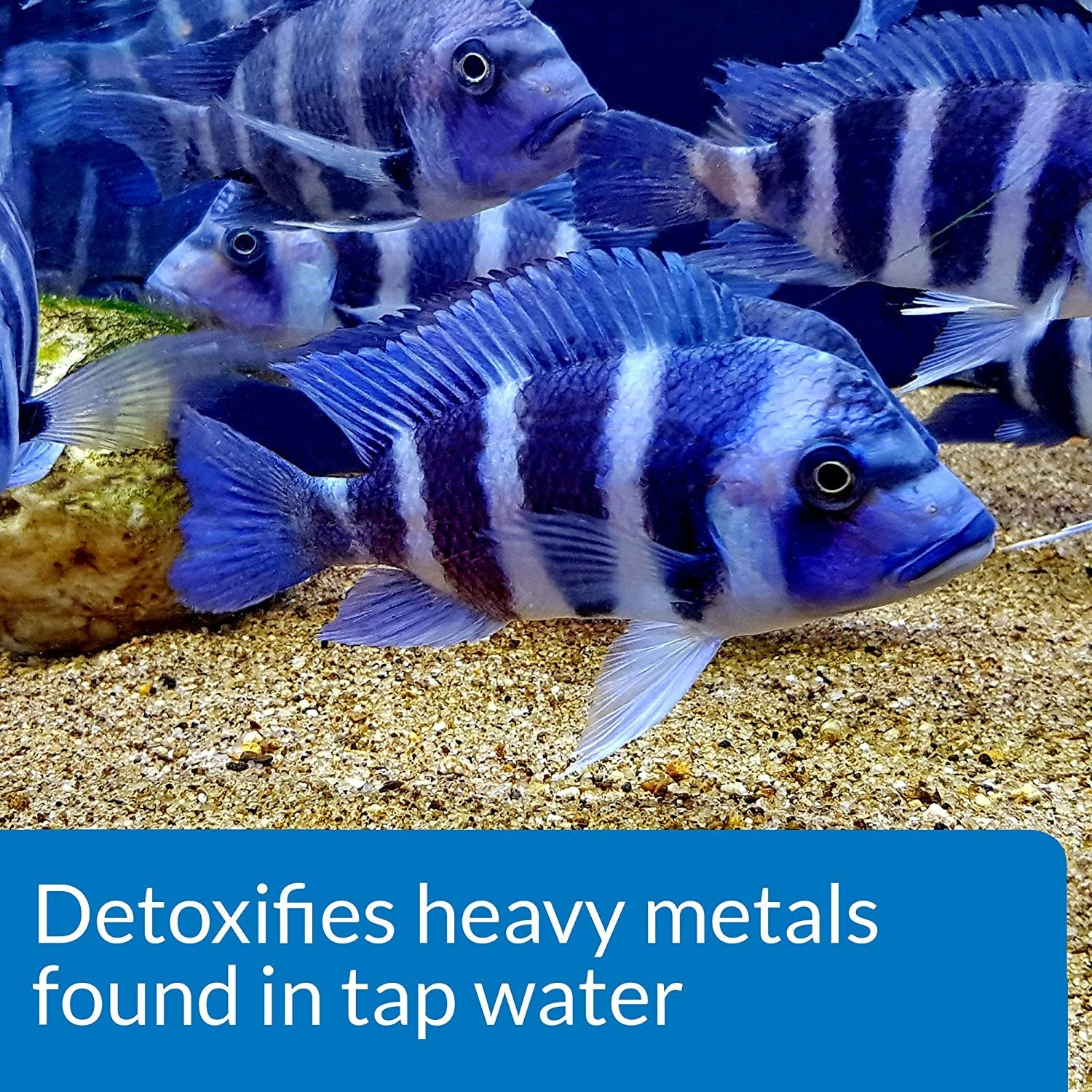Striped blue aquarium fish; “Detoxifies heavy metals found in tap water” callout