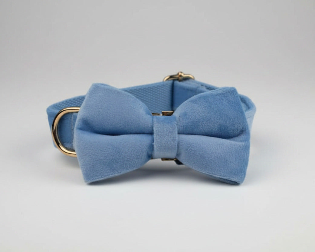 Blue velvet bowtie collar with gold clip buckle