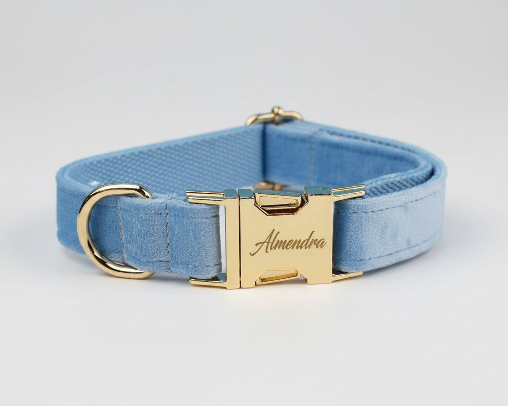 Blue velvet collar with gold nameplate and clasp buckle