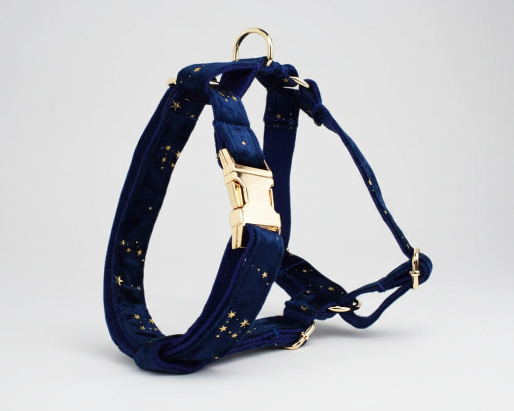 Dark blue velvet harness with gold buckle and leash attachment ring