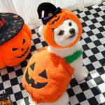 Halloween pumpkin pet costume vest, orange plush with jack-o-lantern and black witch hat