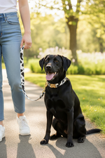 Dog wearing cow-spotted collar with matching leash and gold hardware, outdoors