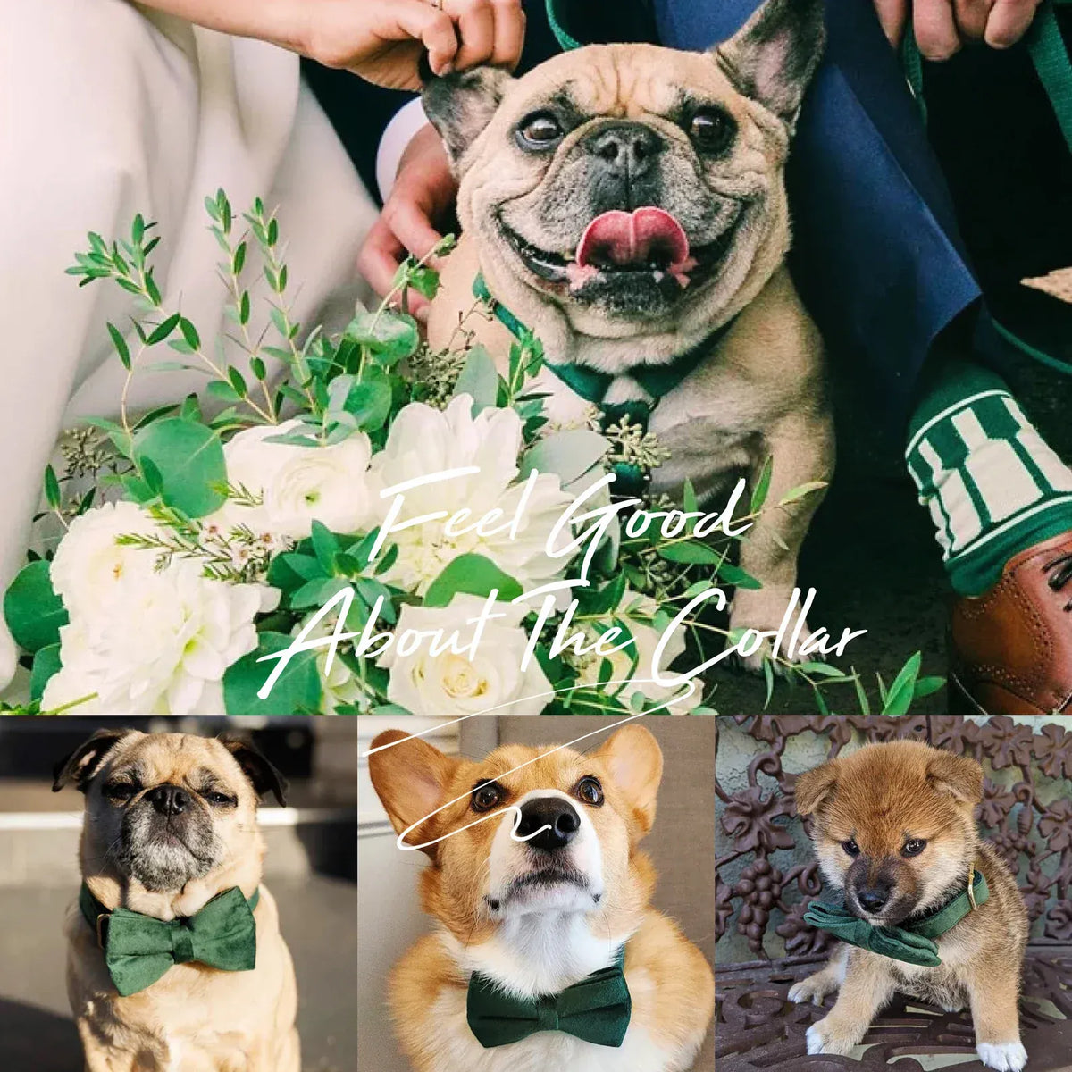 Dog wearing a teal velvet collar with matching bowtie and flower accent