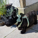 Light green corduroy bowtie and harness on a small black dog