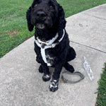 Black dog wearing a white ruffled collar with gold hardware; matching leash nearby