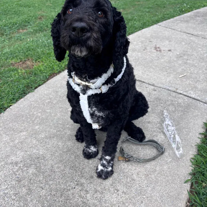 Black dog wearing a white ruffled collar with gold hardware; matching leash nearby