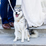 Dog wearing white ruffled collar and matching leash set with gold hardware