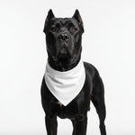 Black dog wearing a white triangular pet bandana bib