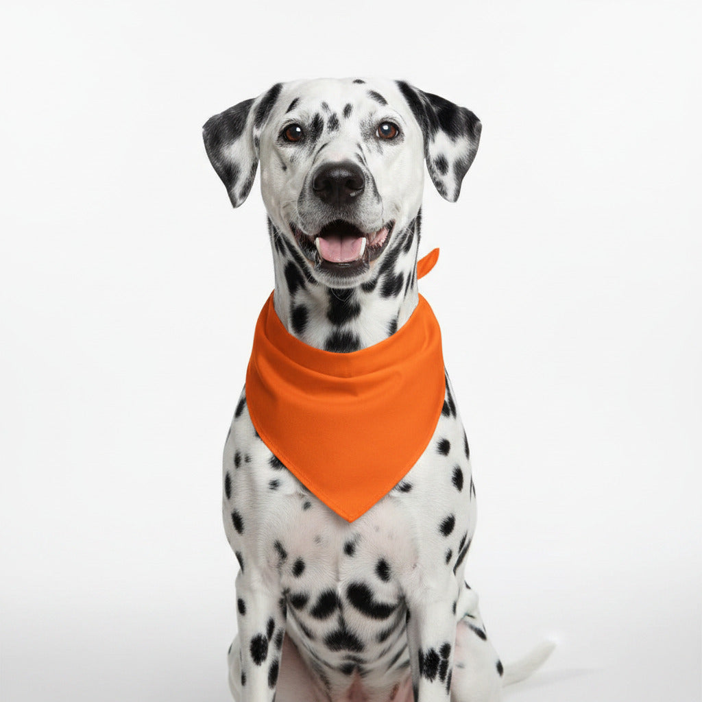 Dalmatian dog wearing an orange triangular pet bandana bib