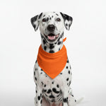 Dalmatian dog wearing an orange triangular pet bandana bib