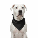 White dog wearing a black triangular pet bandana bib