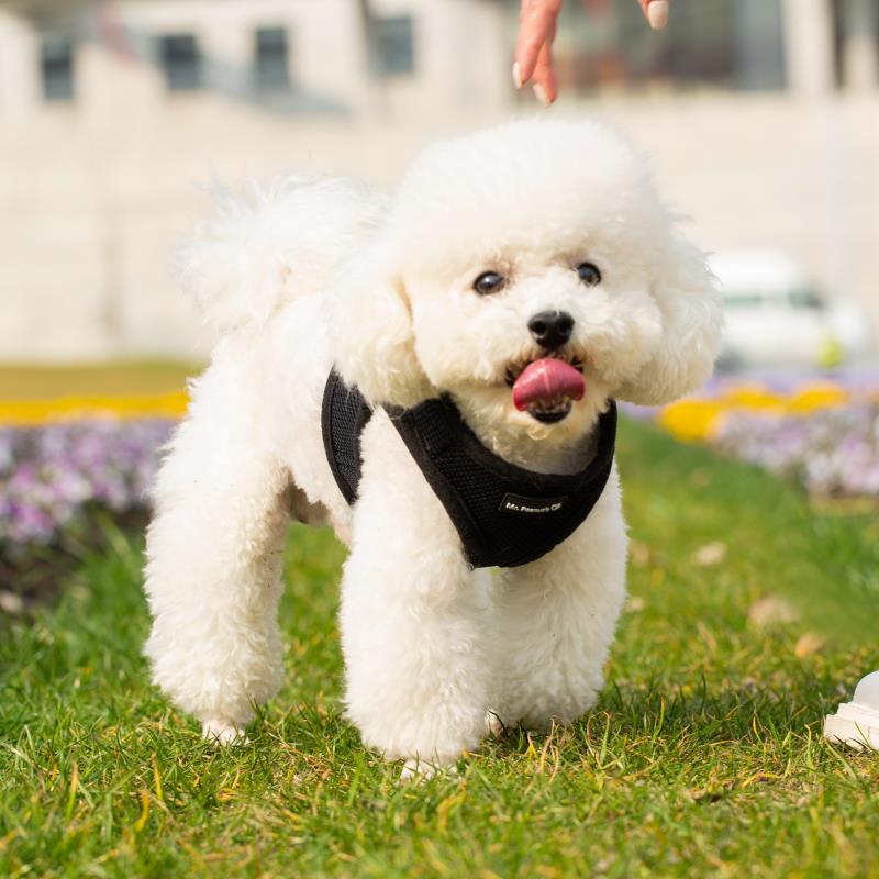 Black choke-free mesh dog harness with padded neck and chest panel