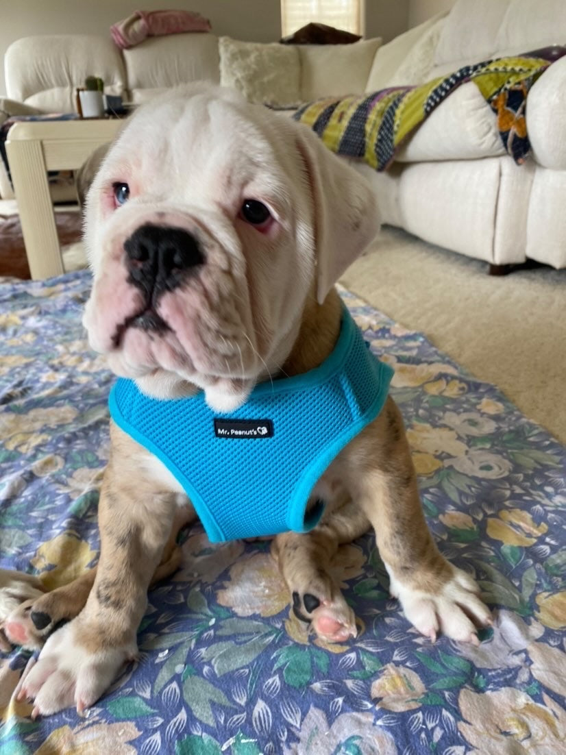 Turquoise mesh dog harness on cream-colored French bulldog