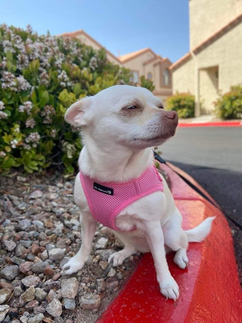 Pink mesh dog harness on small white puppy