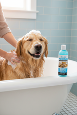 Baby powder conditioning pet shampoo bottle beside a golden retriever in a bath