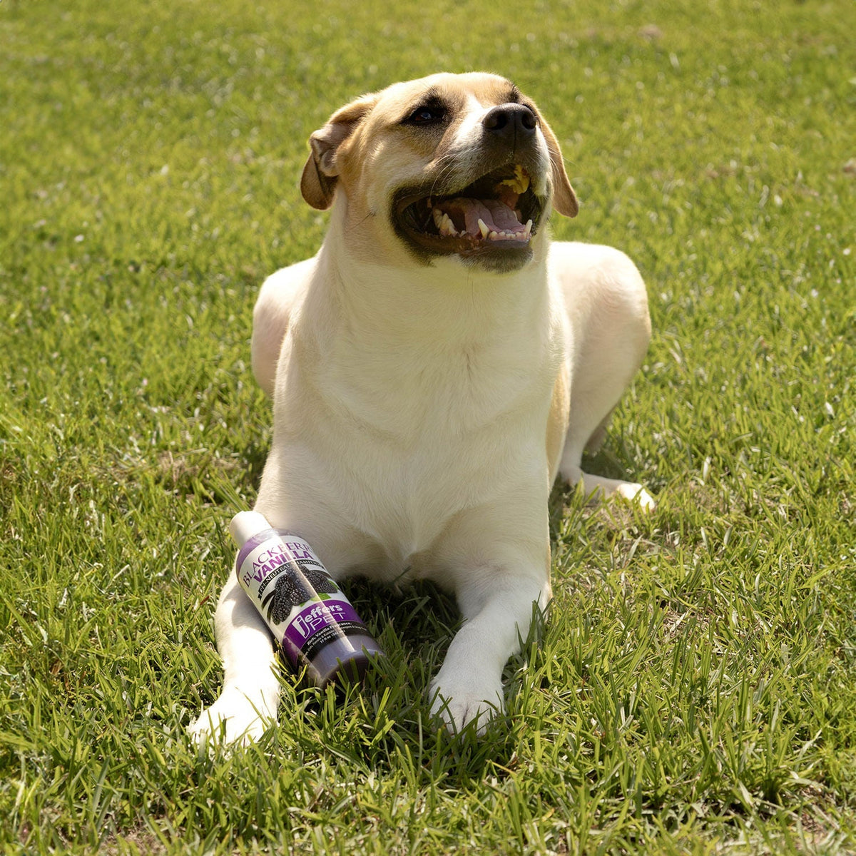 Dog sitting on grass with Jeffers Pet Blackberry Vanilla pH-neutral pet shampoo bottle