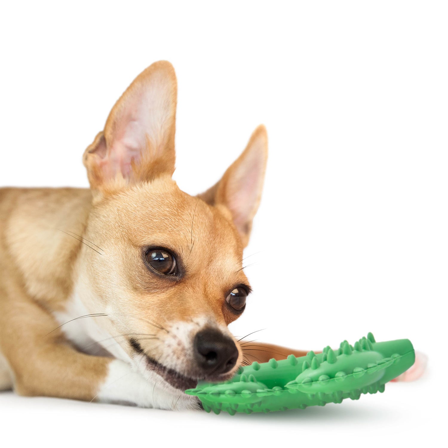 Dog holding green cactus dental chew toy with raised nubs