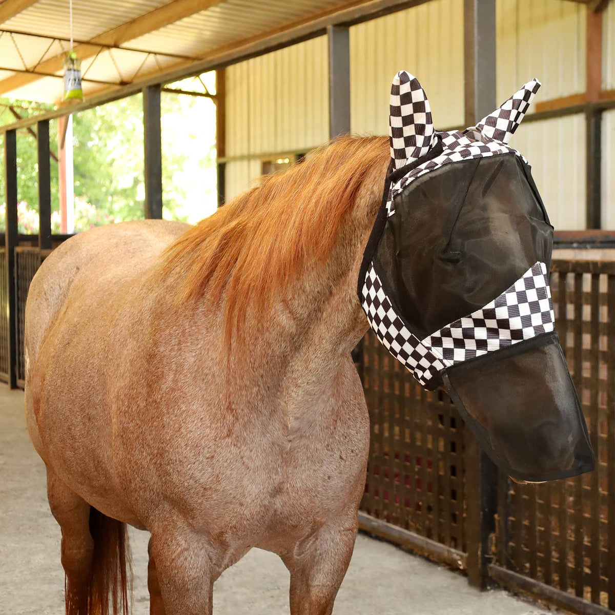 Horse fly mask with ears and nose in black mesh with black-and-white check border