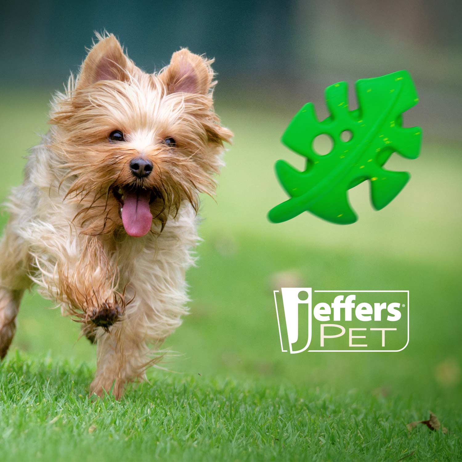 Dog holding Jeffers green leaf-shaped natural rubber chew toy