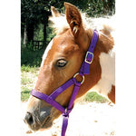 Nylon weanling horse halter, purple with adjustable straps and buckles