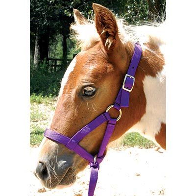 Nylon weanling horse halter, purple with adjustable straps and buckles