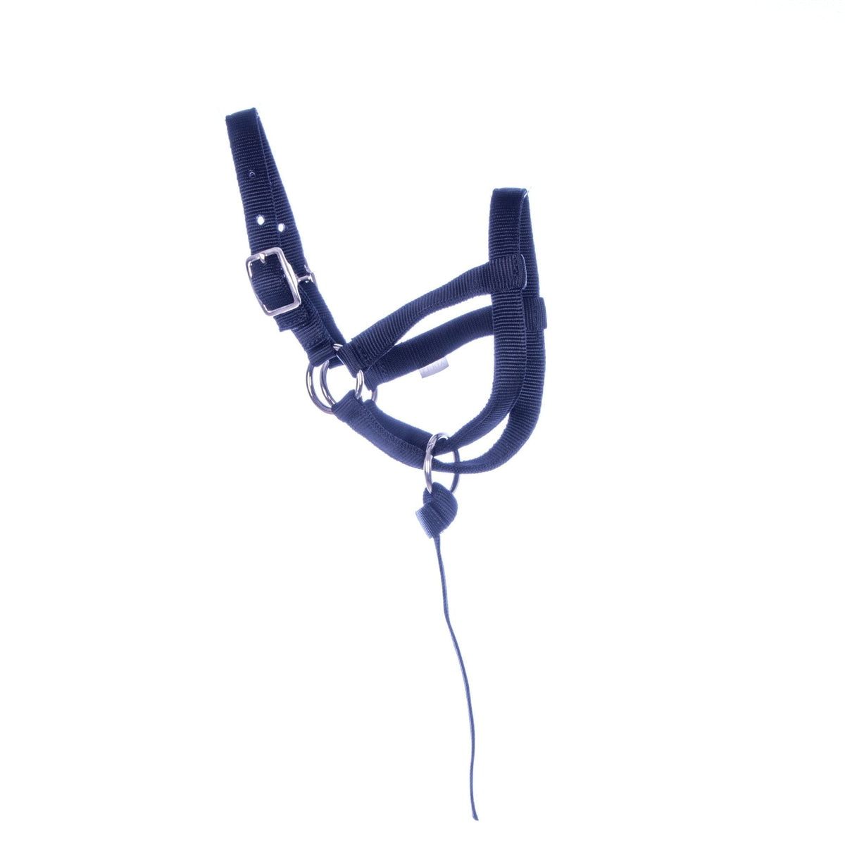 Royal blue nylon llama halter with catch strap, buckles and metal rings