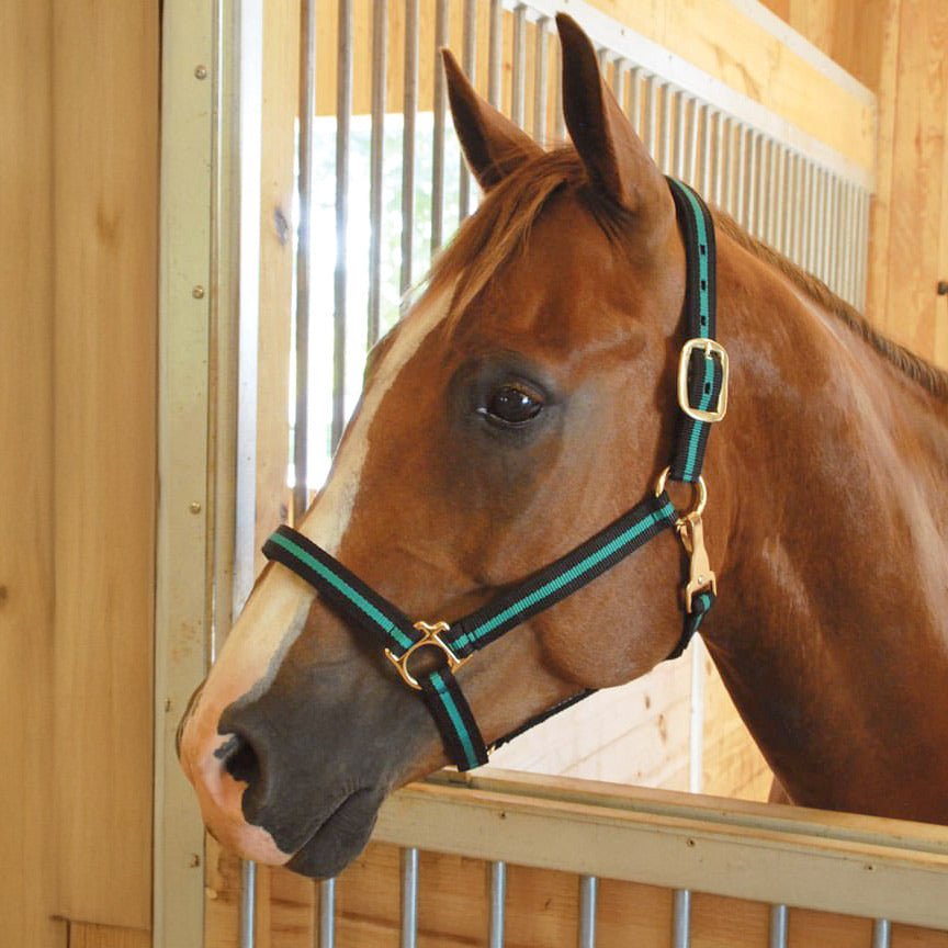 Padded nylon horse halter with throat snap, green and black, gold buckles
