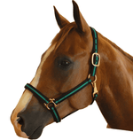 Padded nylon horse halter with throat snap, green and black, close-up with buckles