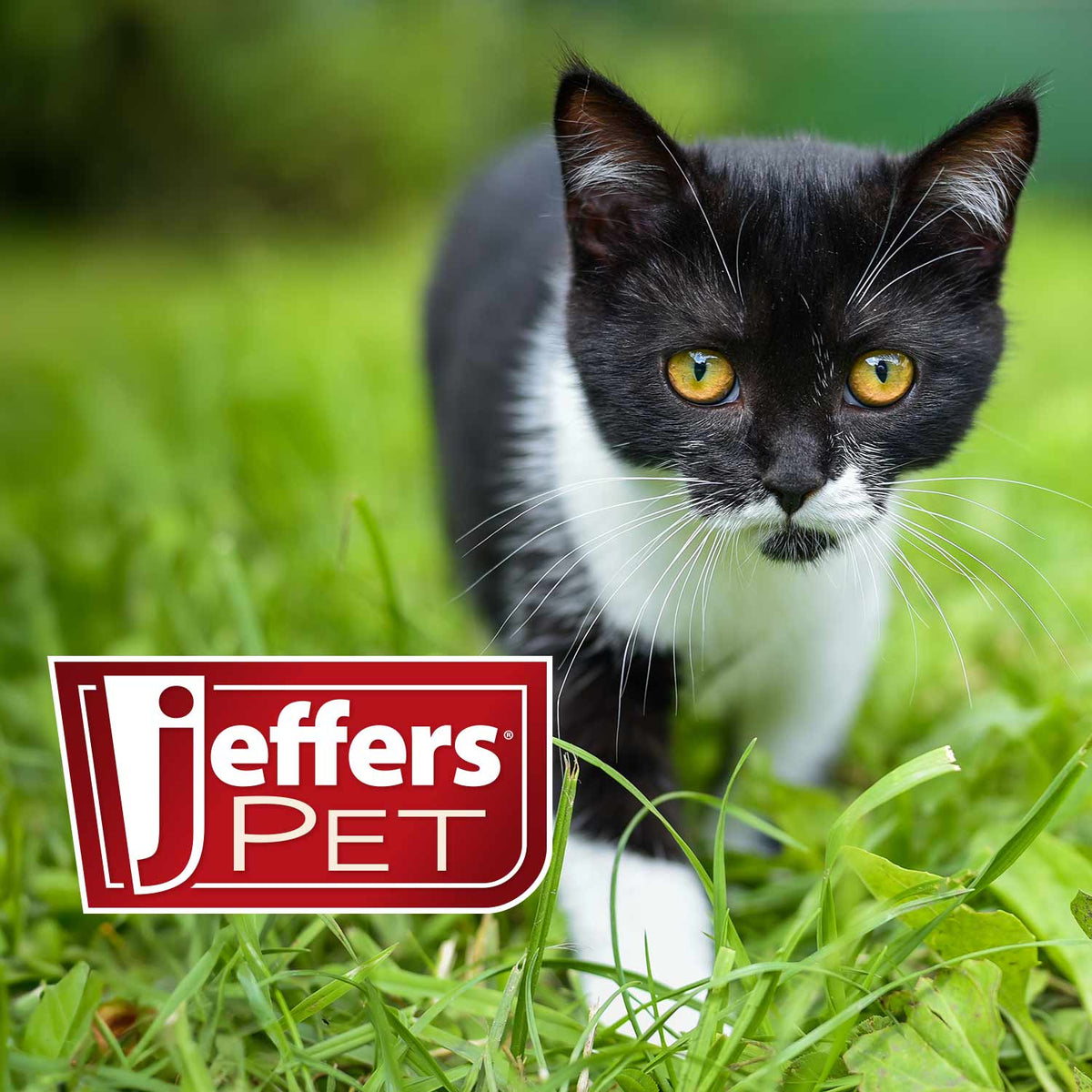 Jeffers Pet promotional image of a black-and-white cat in green grass