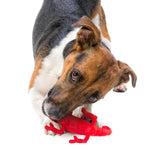 Red chameleon natural rubber dog chew toy in a dog’s mouth, textured surface