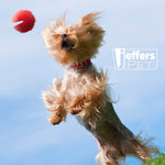 Red treat-dispensing chew toy held by a small dog while jumping