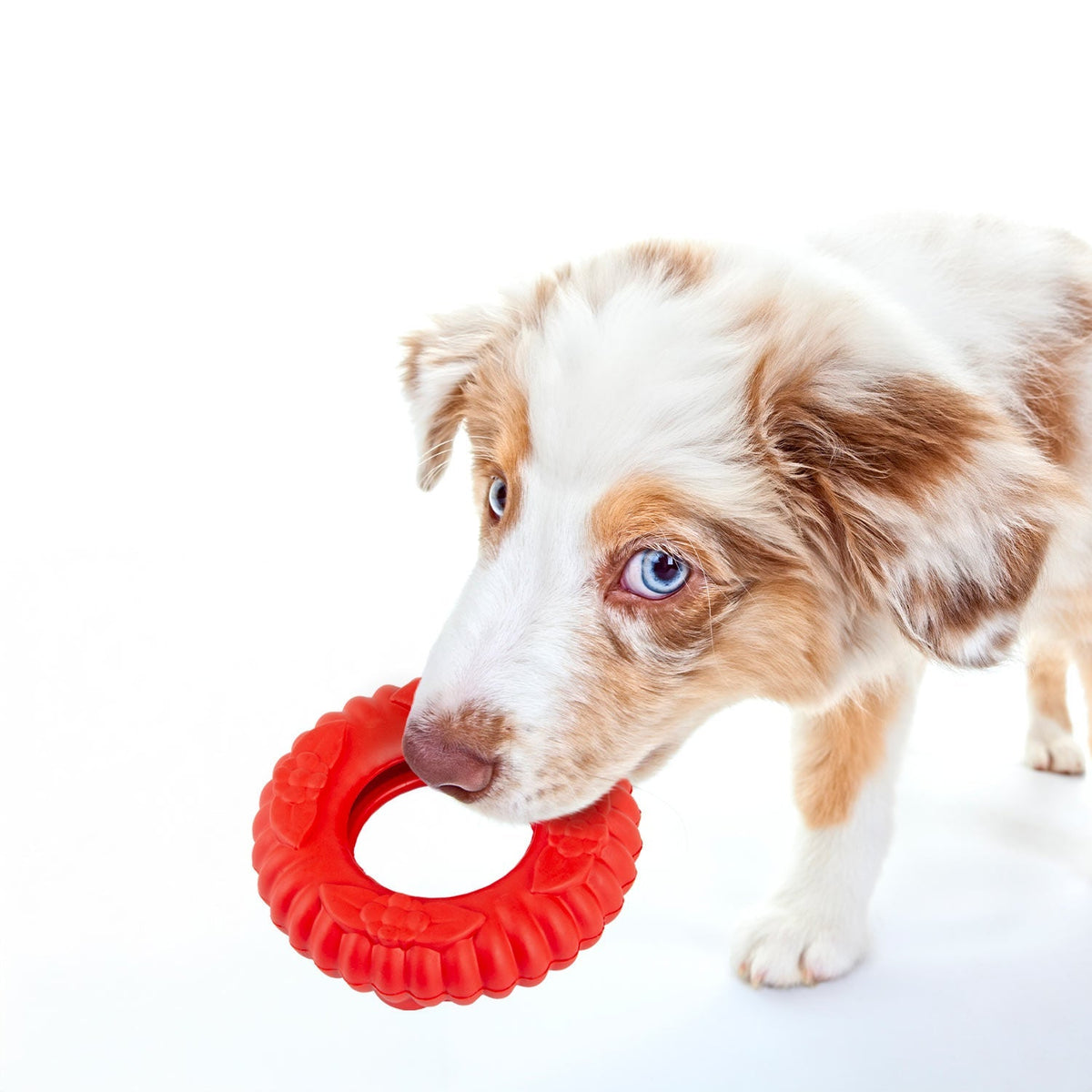 Puppy holding a red natural rubber dog tug chew ring toy