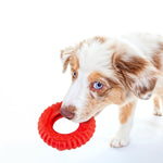 Puppy holding a red natural rubber dog tug chew ring toy