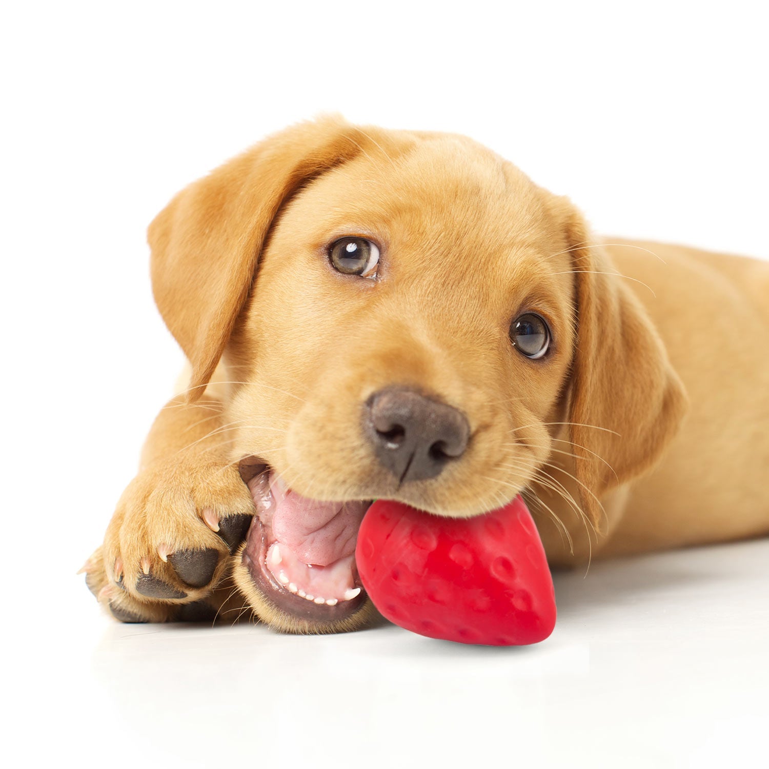 Dog chewing a strawberry-shaped red and green natural rubber chew toy