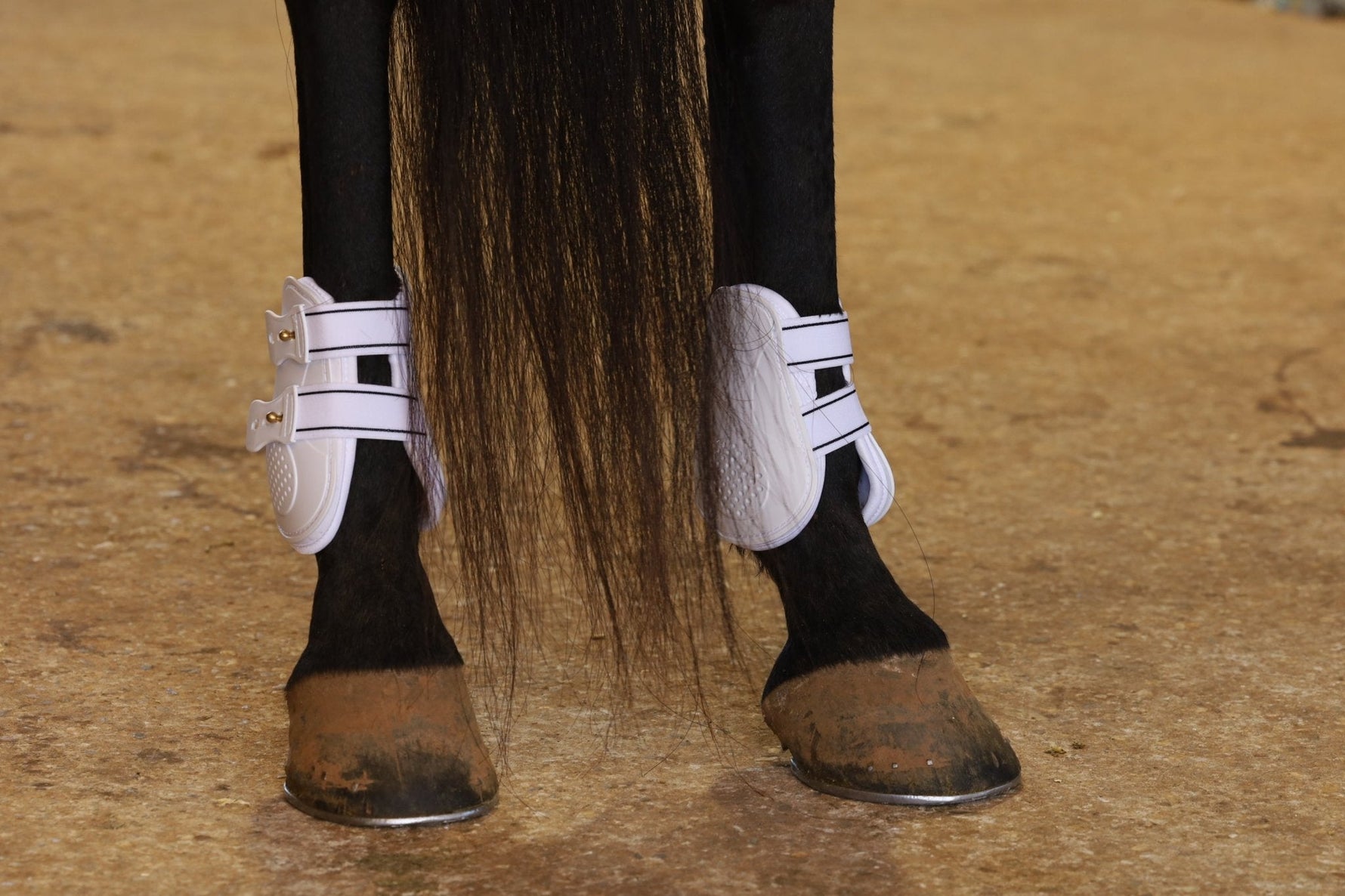 White fetlock boots on horse legs with two horizontal straps