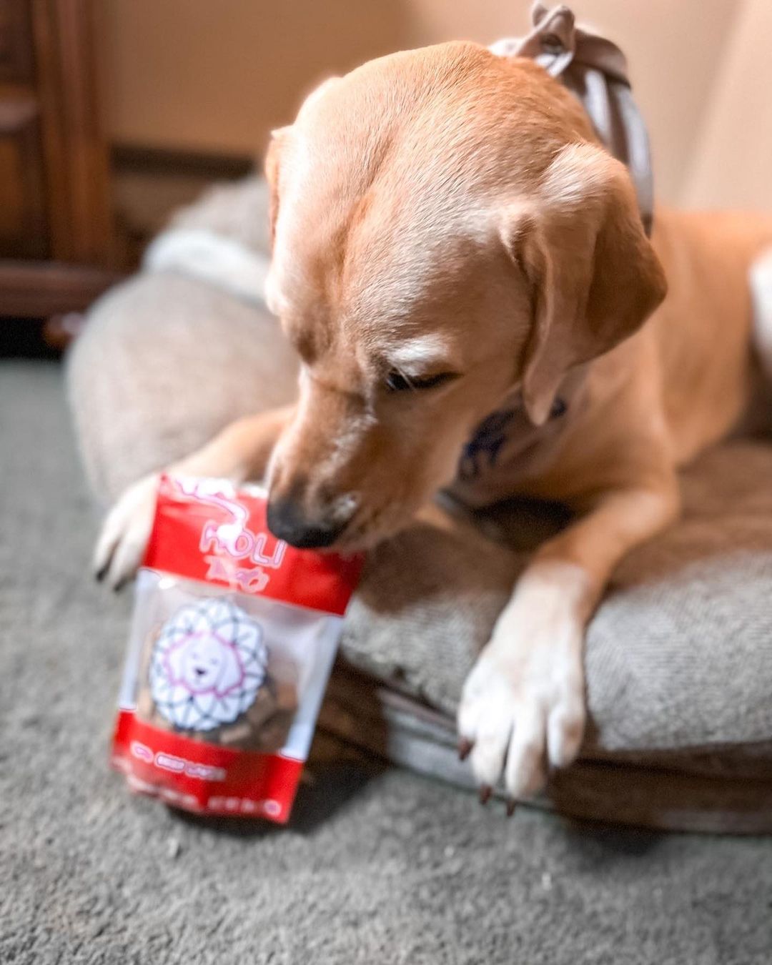 Dog sniffing a small freeze-dried beef liver treats pouch on a couch