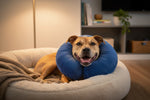 Blue KONG protective pet collar: plush cushioned neck ring with black side strap