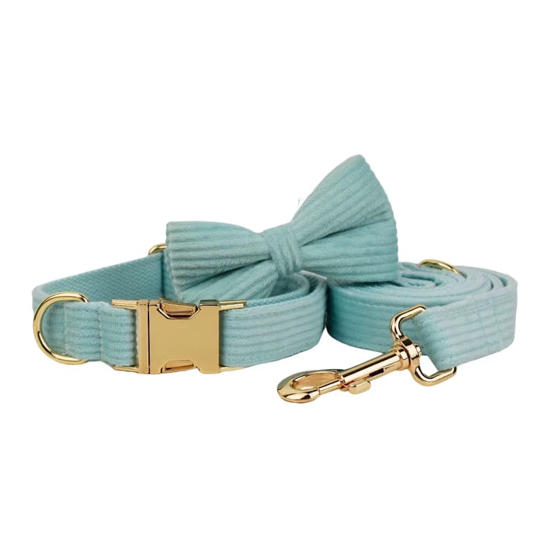 Teal corduroy pet collar with bowtie and gold buckle