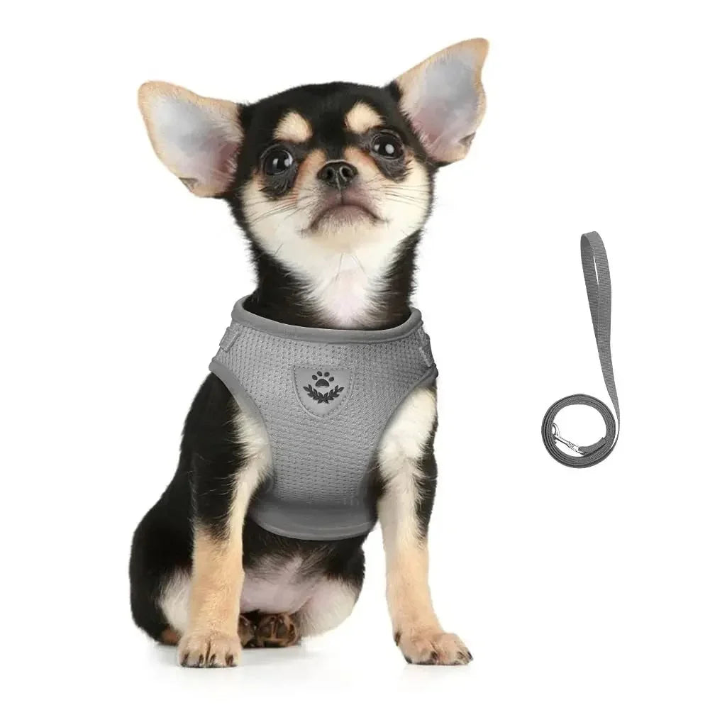 Reflective cat harness and leash set in grey on a standing dog
