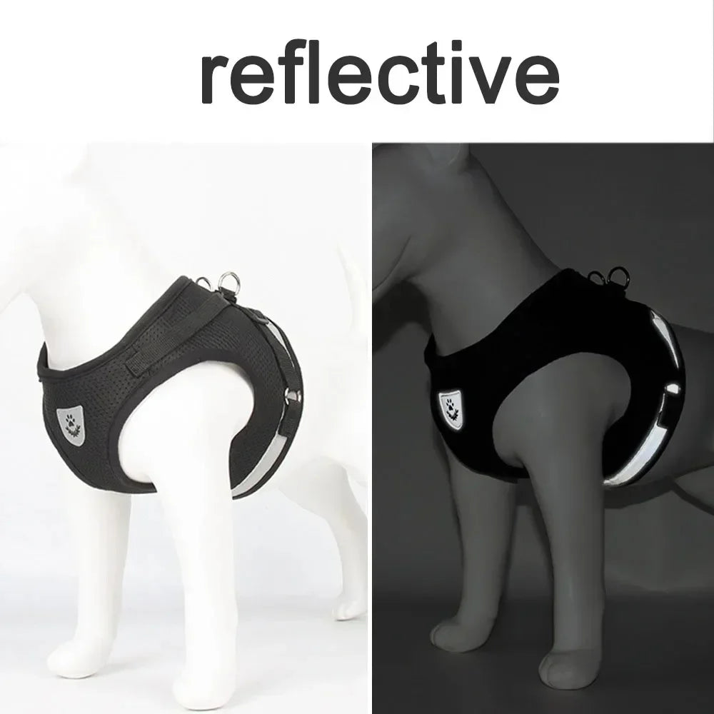 Reflective cat harness in dark grey and black on a standing pet