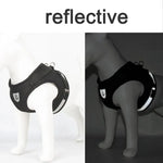 Reflective cat harness in dark grey and black on a standing pet