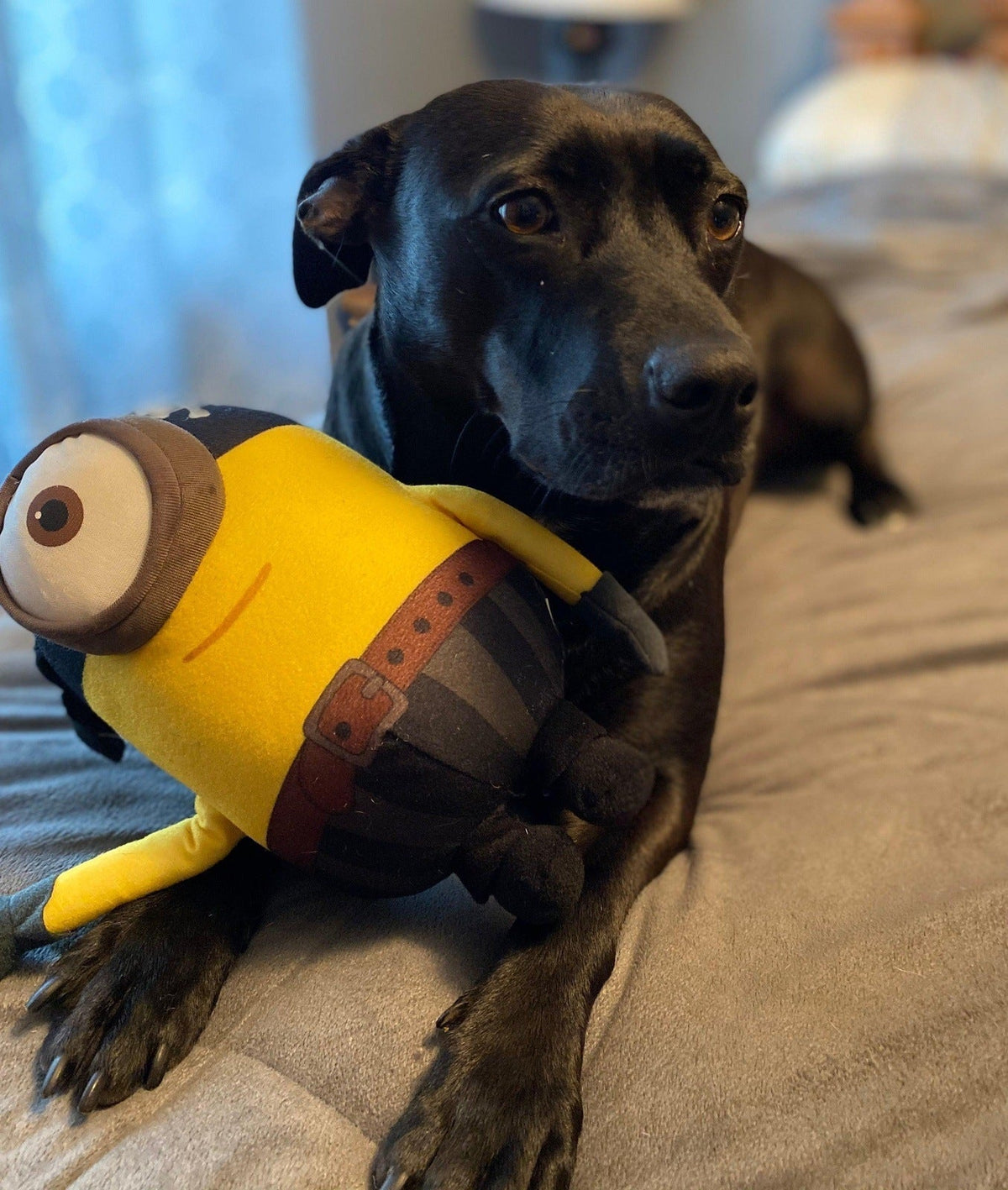 Brown dog holding a yellow minion plush toy with blue overalls on its bed