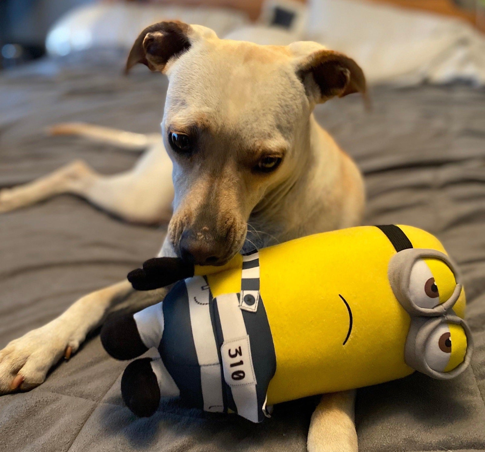Light tan dog cuddling a yellow minion plush toy with gray goggles and blue strap