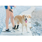 Dog on leash wearing black rear leg hock brace with white reflective strap panels