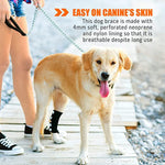Dog hock brace on rear leg with black wrap and reflective straps during walk