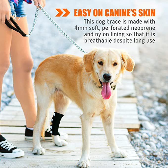 Dog hock brace on rear leg with black wrap and reflective straps during walk